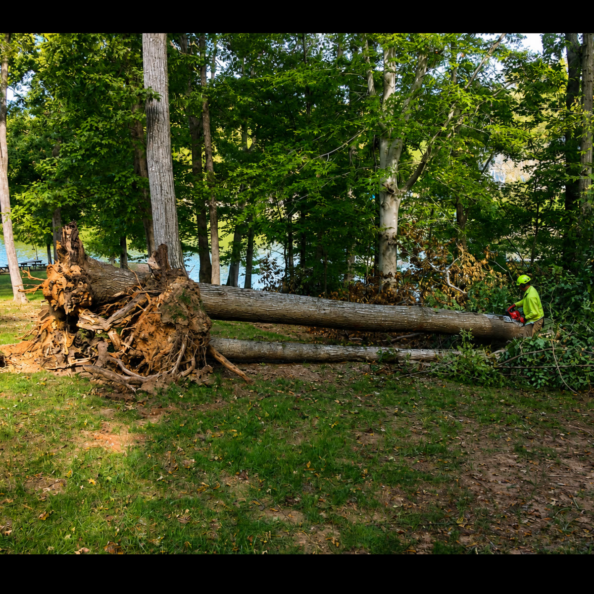 Tree work in the High Point area, project photo 8