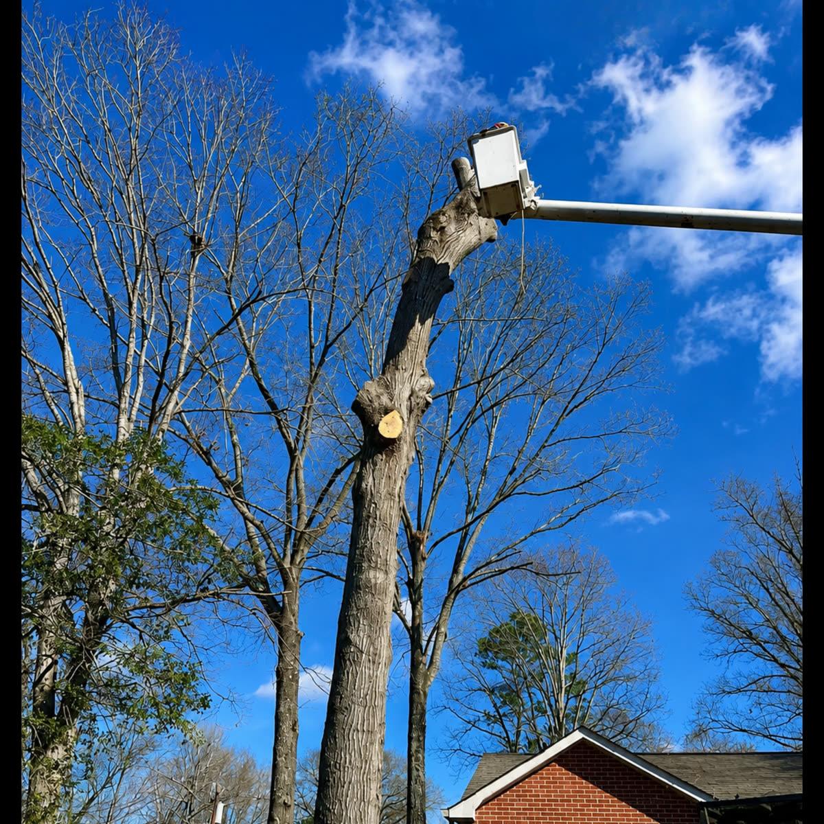 Tree work in the High Point area, project photo 4
