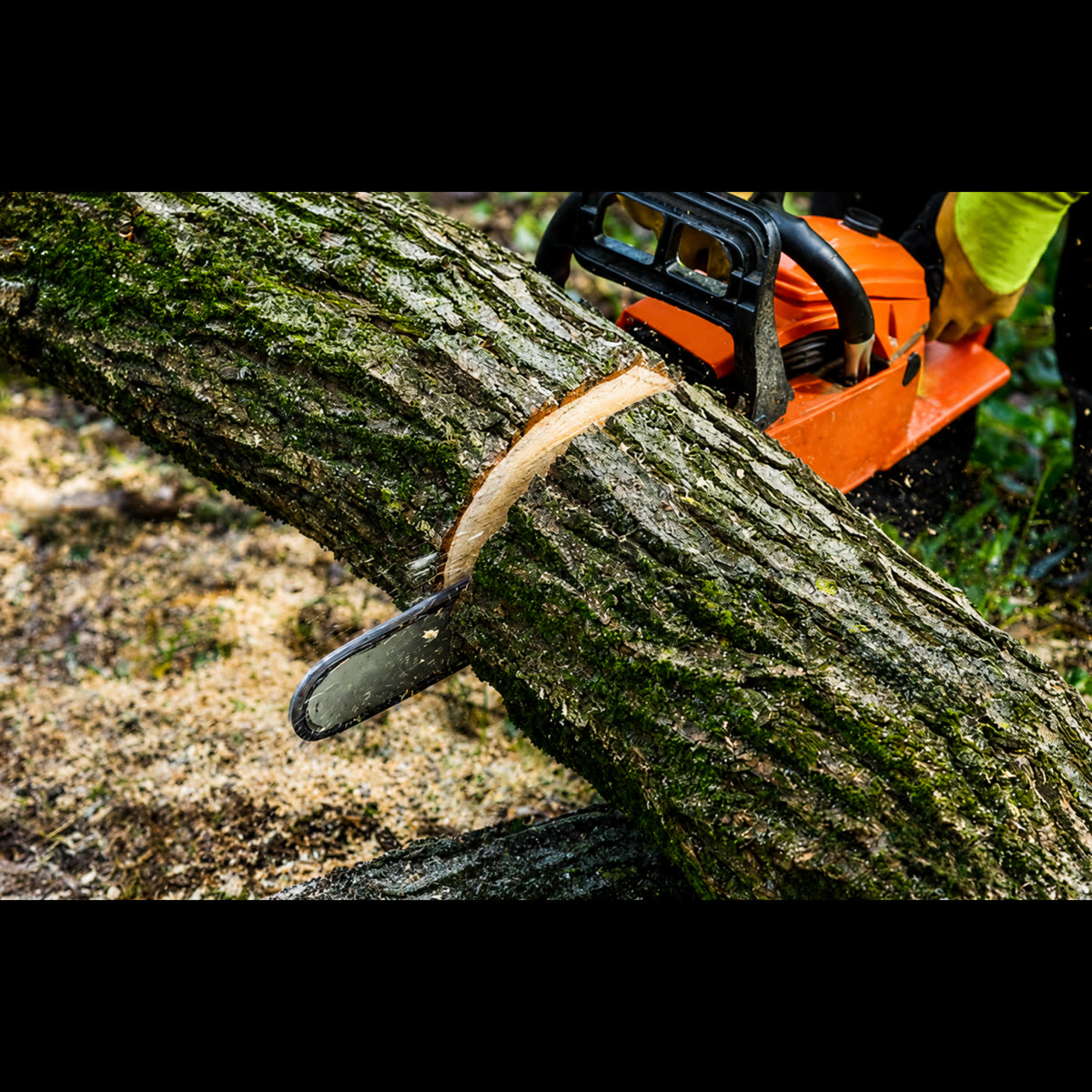 Tree work in the High Point area, project photo 6