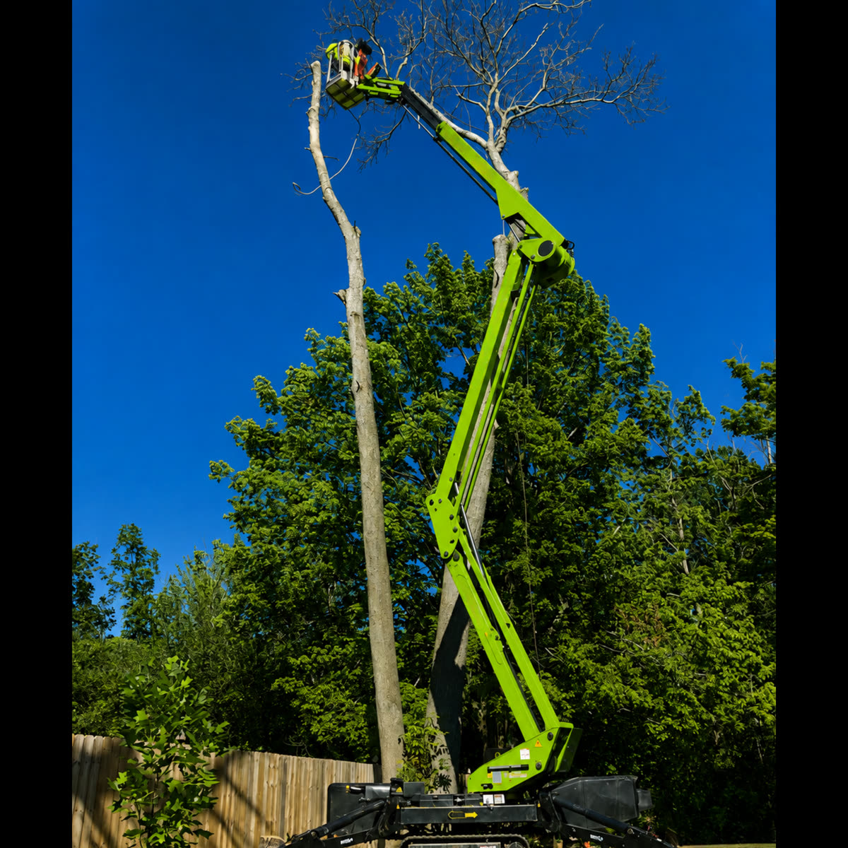 Tree work in the High Point area, project photo 13